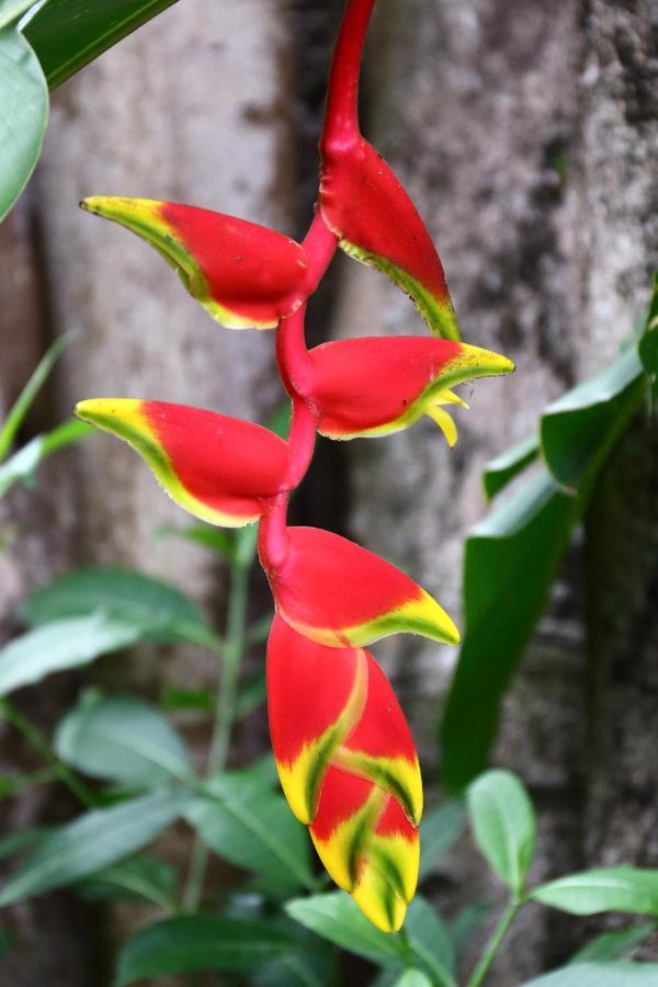 Tamu Seseh Villa ชังกู ภายนอก รูปภาพ
